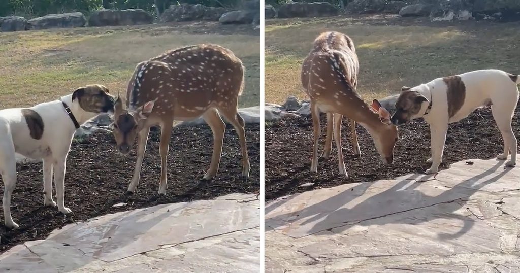 Mom Finds The Dog Outside Cleaning A Deer