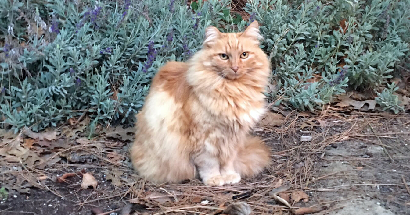 Nutmeg, famous feral cat of Disneyland with cocktail named in her honor