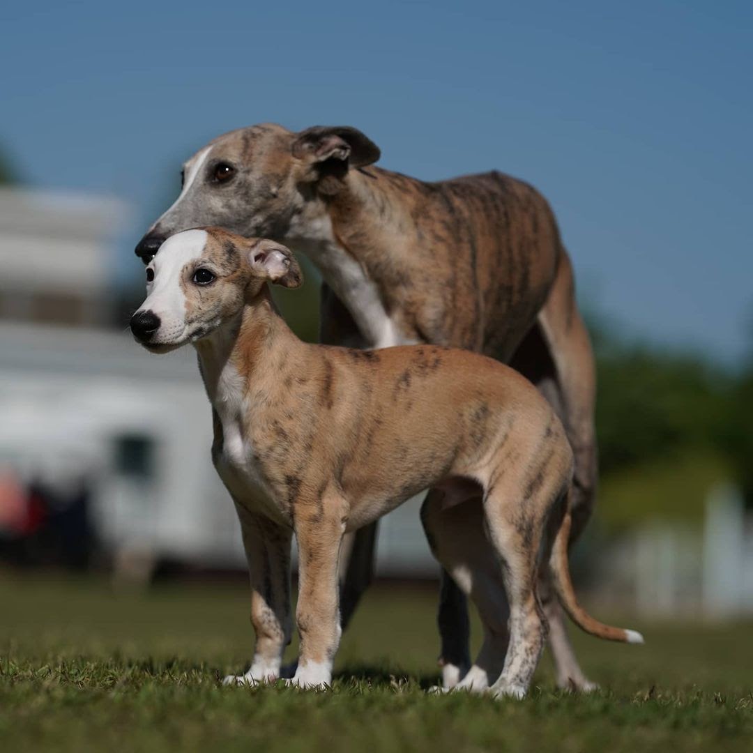 Are Whippets Good Family Pets? PawCited