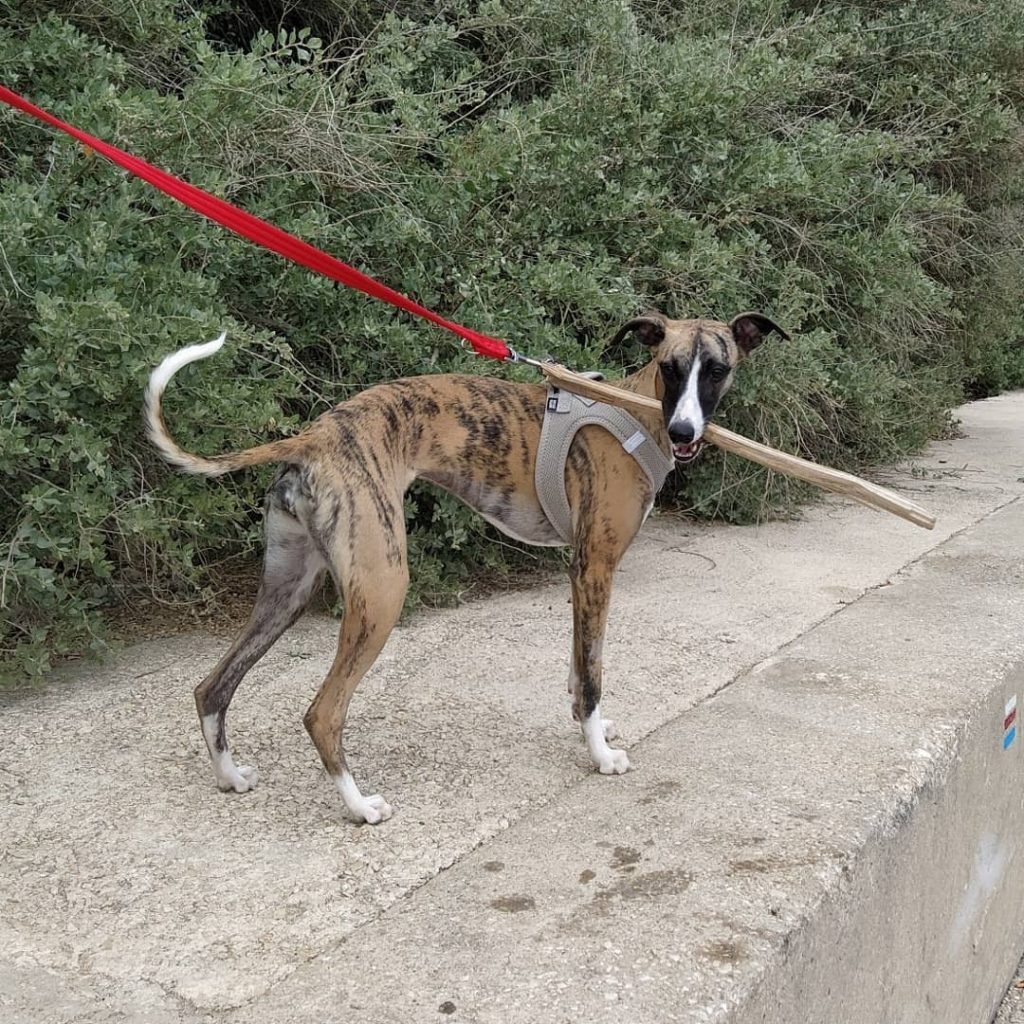 Do Whippets Like to Cuddle? (9 Tips to Improve Bonding) PawCited