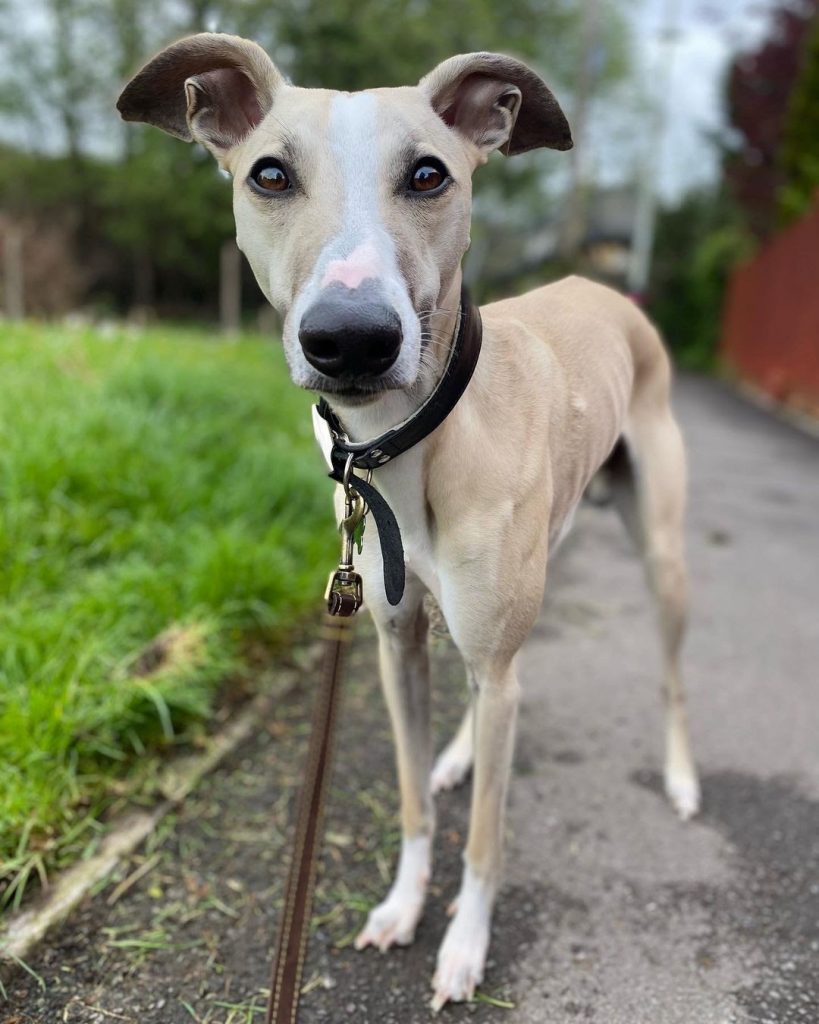 Whippet vs Lurcher Side By Side Comparison PawCited