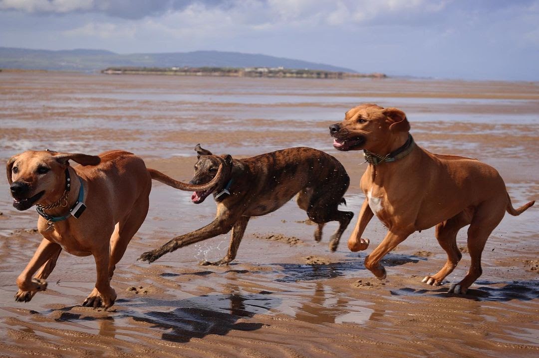 Whippet vs Lurcher Side By Side Comparison PawCited