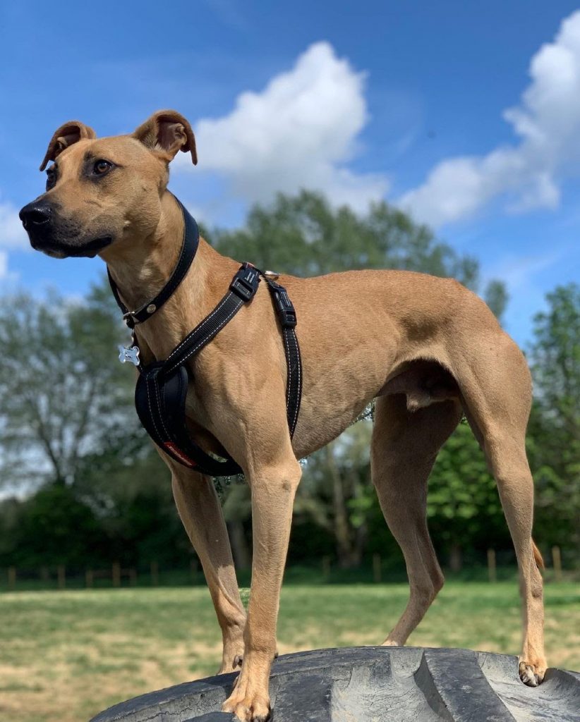 Whippet vs Lurcher Side By Side Comparison PawCited