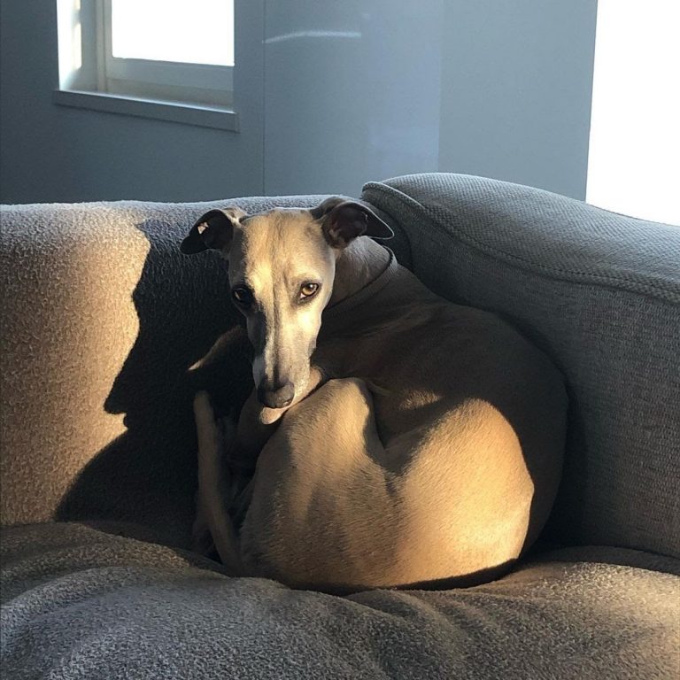 Do Whippets Like to Cuddle? (9 Tips to Improve Bonding) PawCited