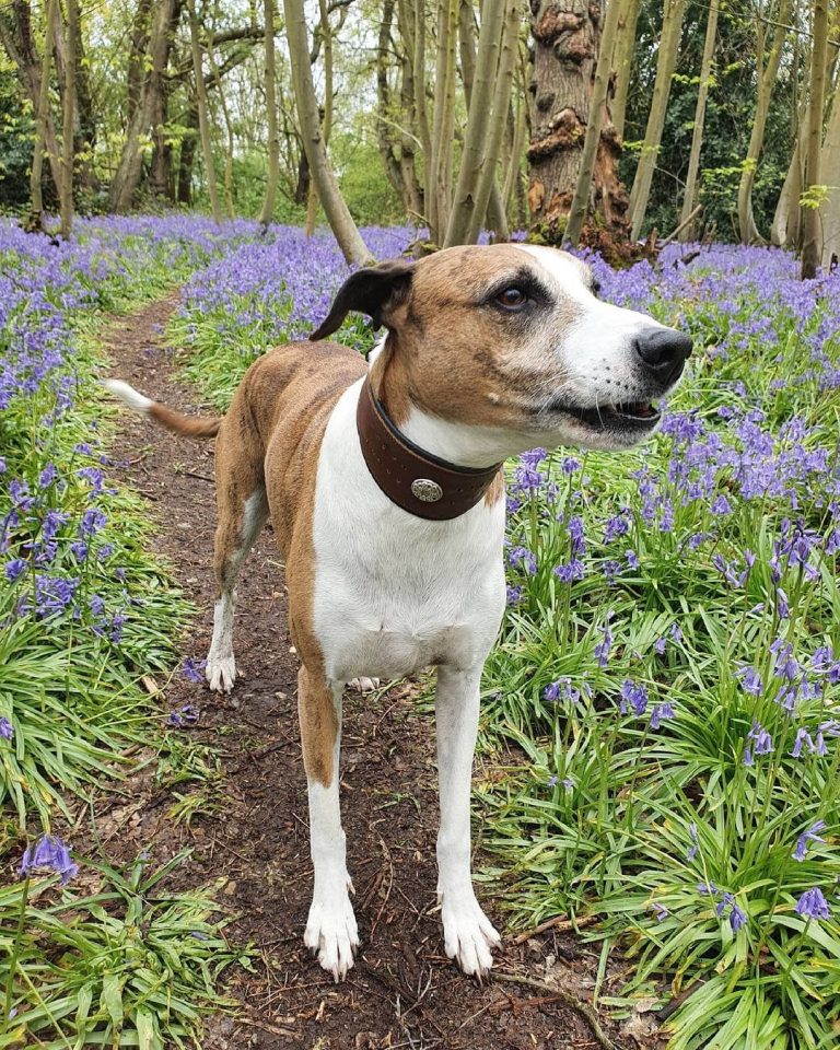 Whippet vs Lurcher Side By Side Comparison PawCited