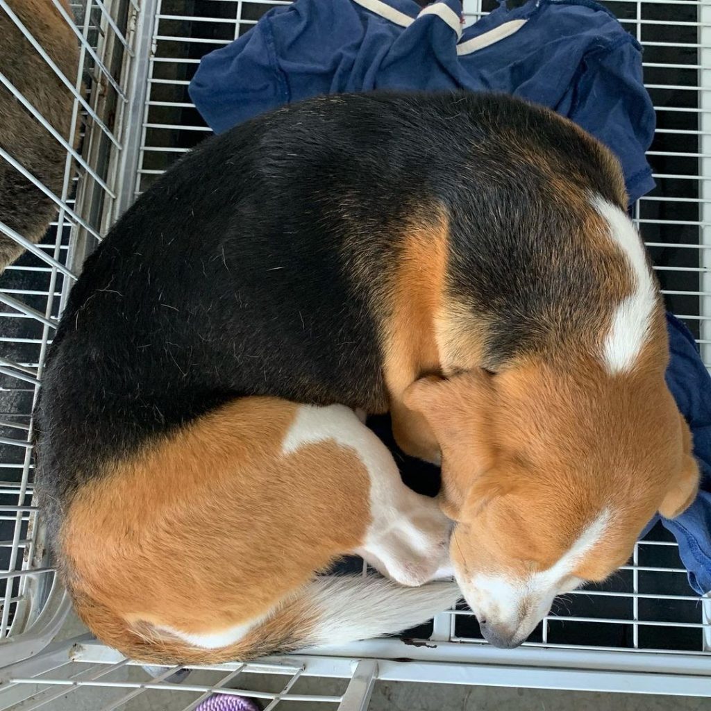 How Long Do Beagles Sleep? 6 Positions He Does While Sleeping PawCited