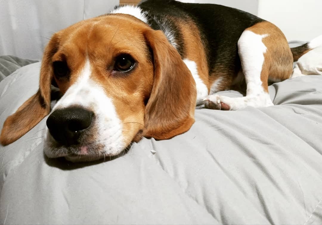 How Long Do Beagles Sleep? 6 Positions He Does While Sleeping PawCited