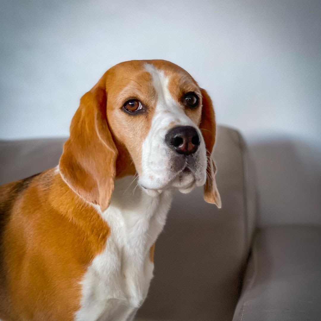 How to Know if Your Beagle Is Purebred 12 Indicators That