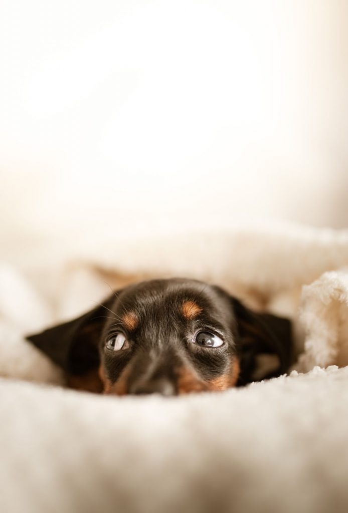Why Does My Dog Nibble On Blankets? Is Blanket Nibbling Harmful?
