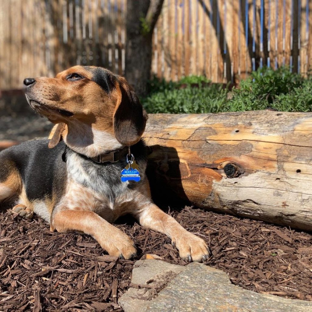 What Is a Blue Tick Beagle? Top Facts and Characteristics PawCited