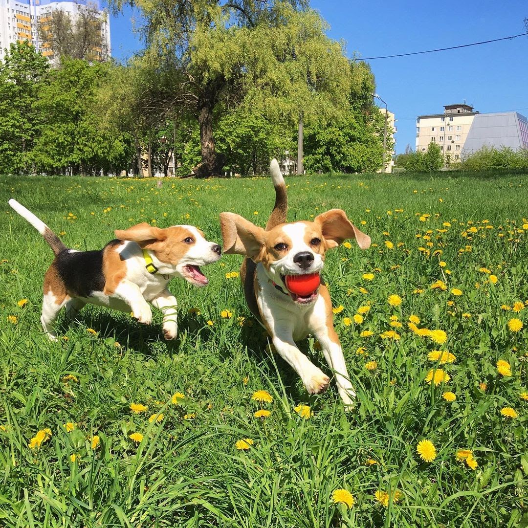 Beagle Kennel Ideas 6 Things to Consider for Your Dog’s Kennel PawCited