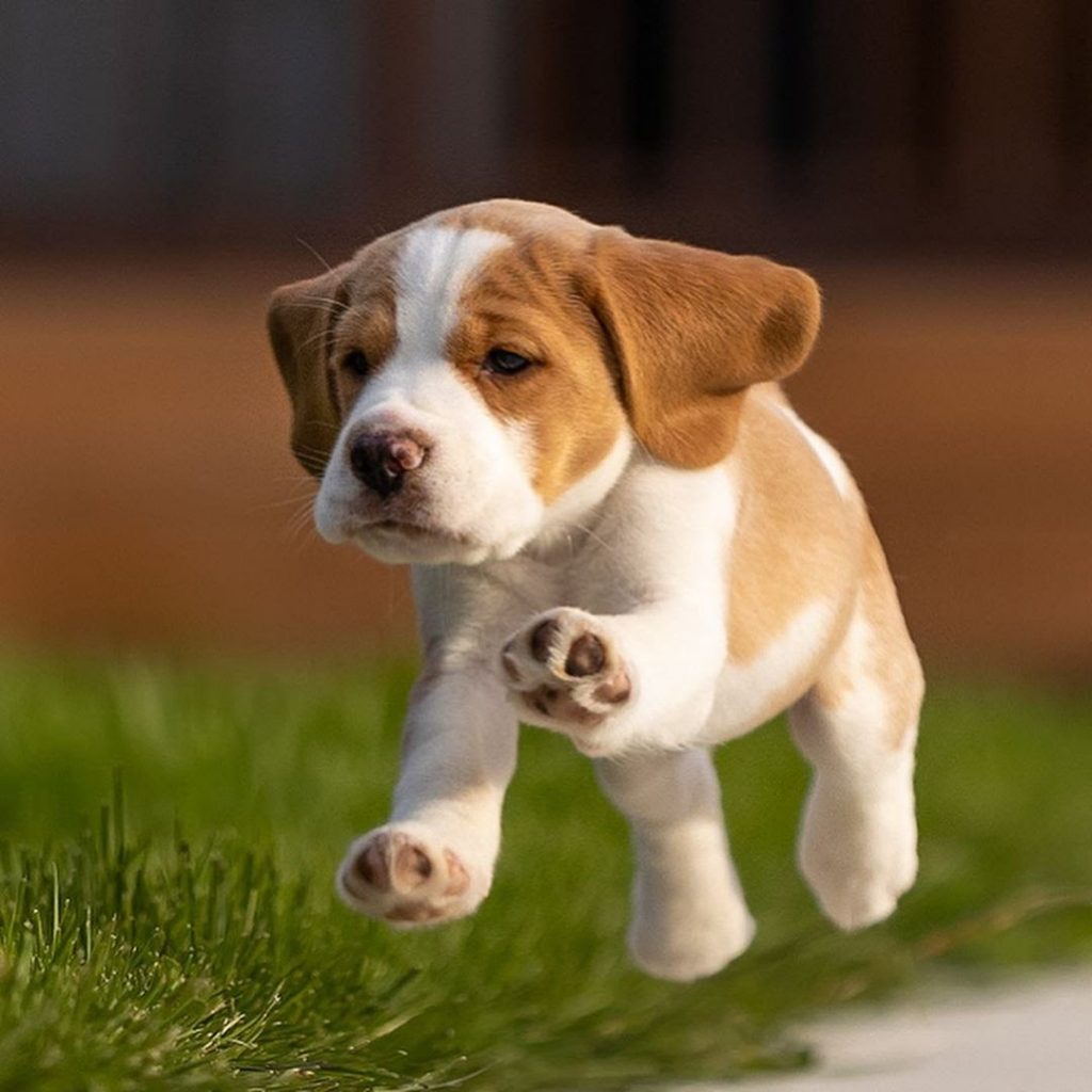 Beagle Kennel Ideas 6 Things to Consider for Your Dog’s Kennel PawCited