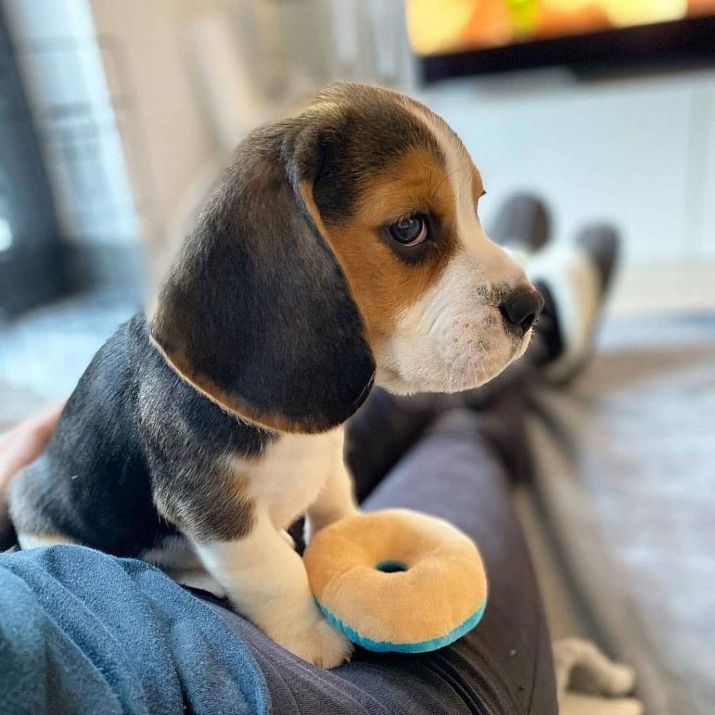 English Beagle vs American Beagle Physical Characteristics and Differences