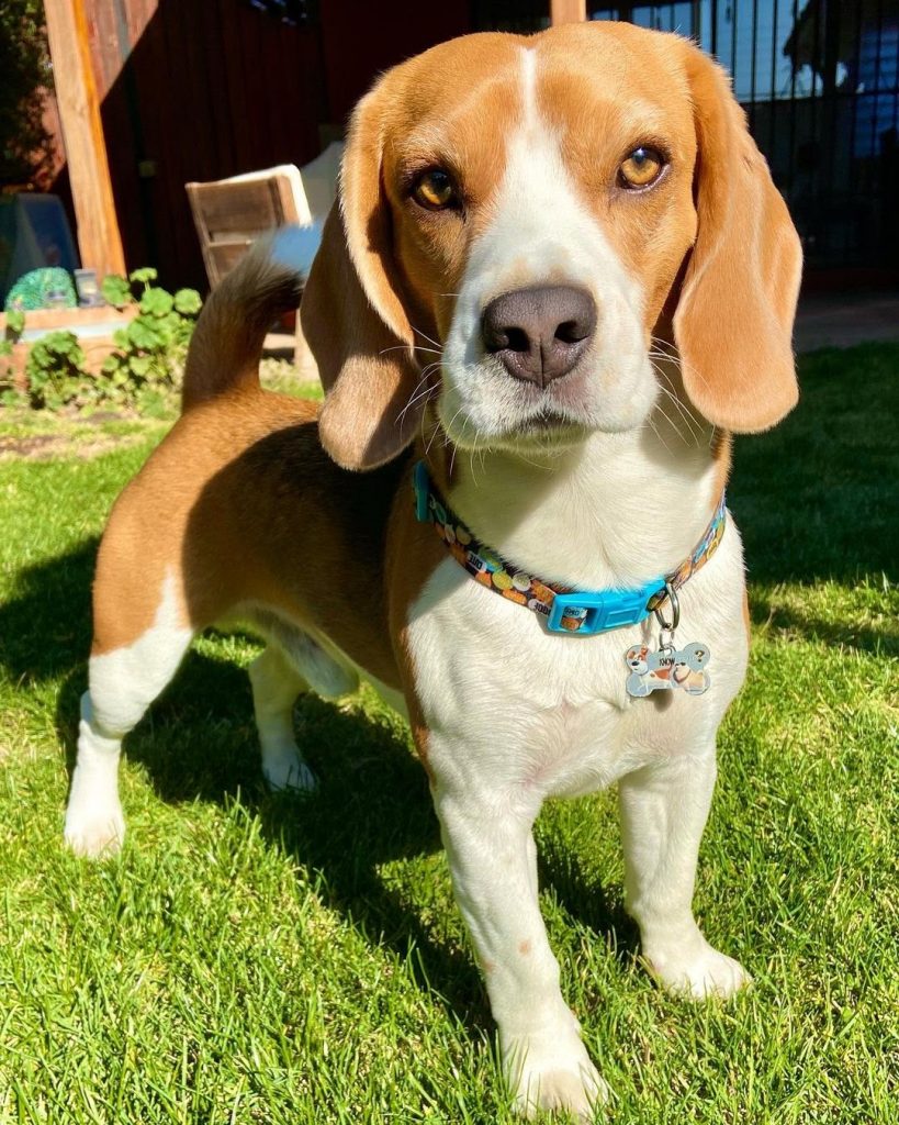 English Beagle vs American Beagle Physical