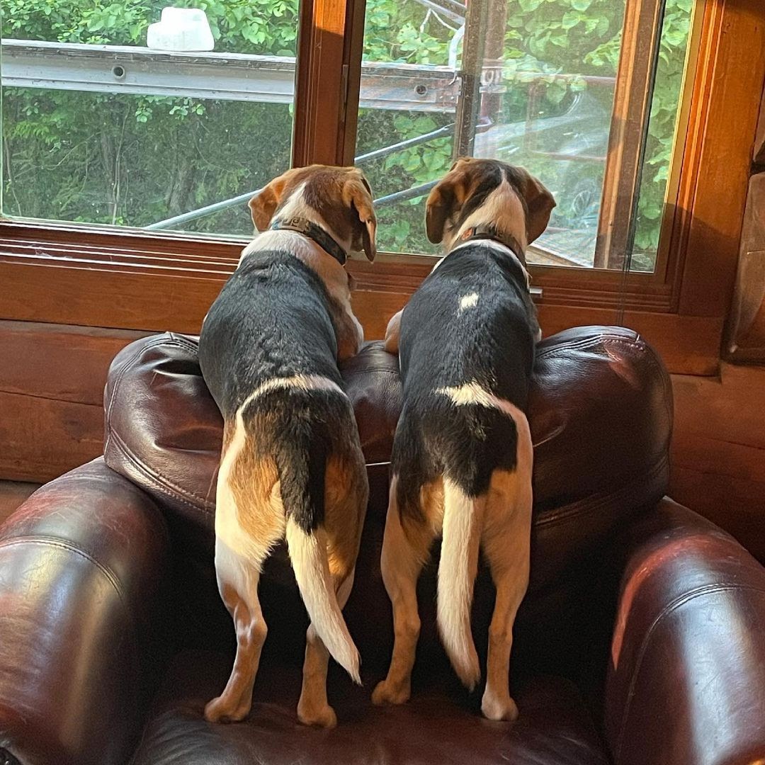 English Beagle vs American Beagle Physical Characteristics and Differences