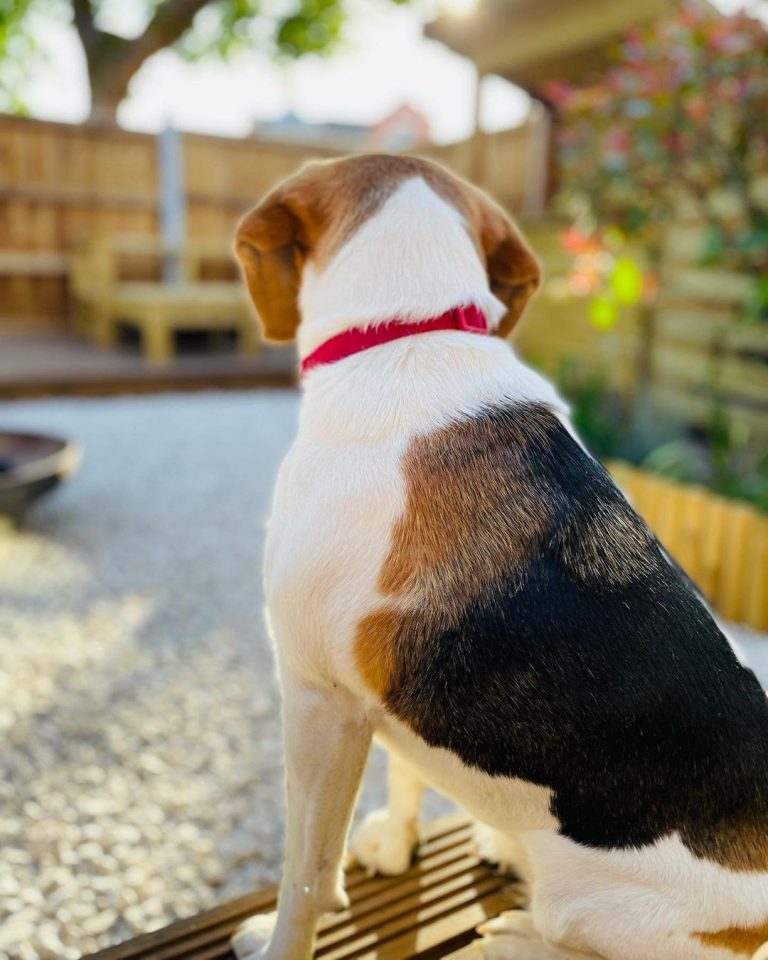 English Beagle vs American Beagle Physical