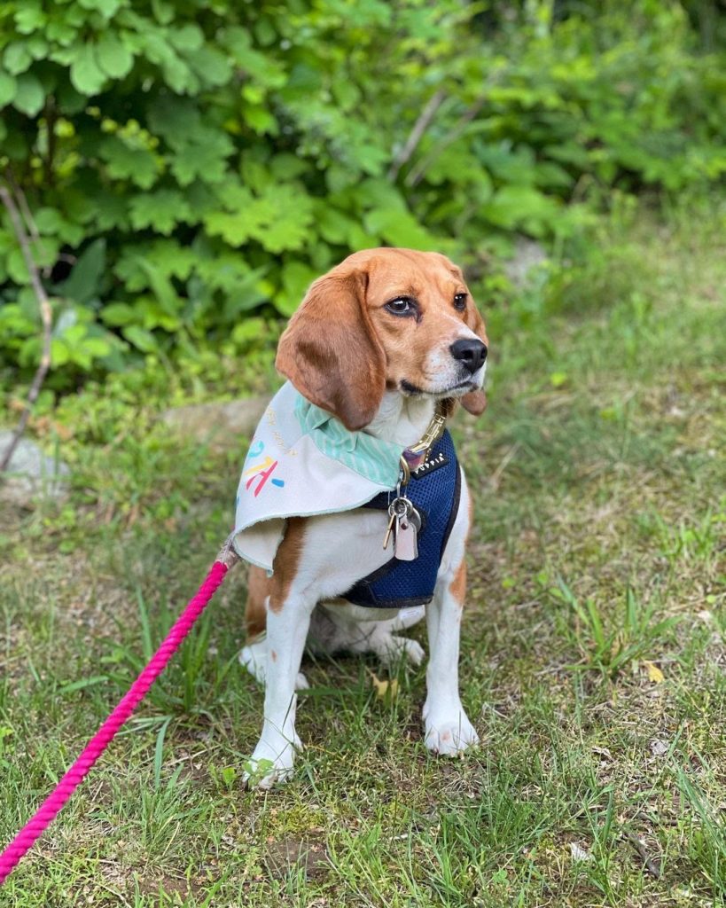 English Beagle vs American Beagle Physical Characteristics and Differences