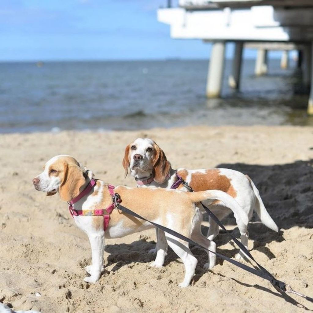English Beagle vs American Beagle Physical Characteristics and Differences
