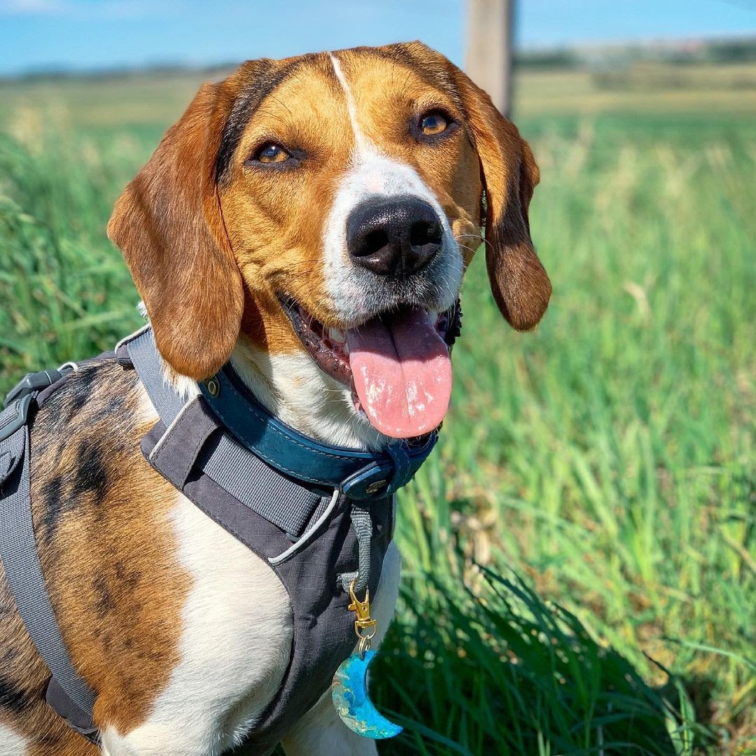 English Beagle vs American Beagle Physical