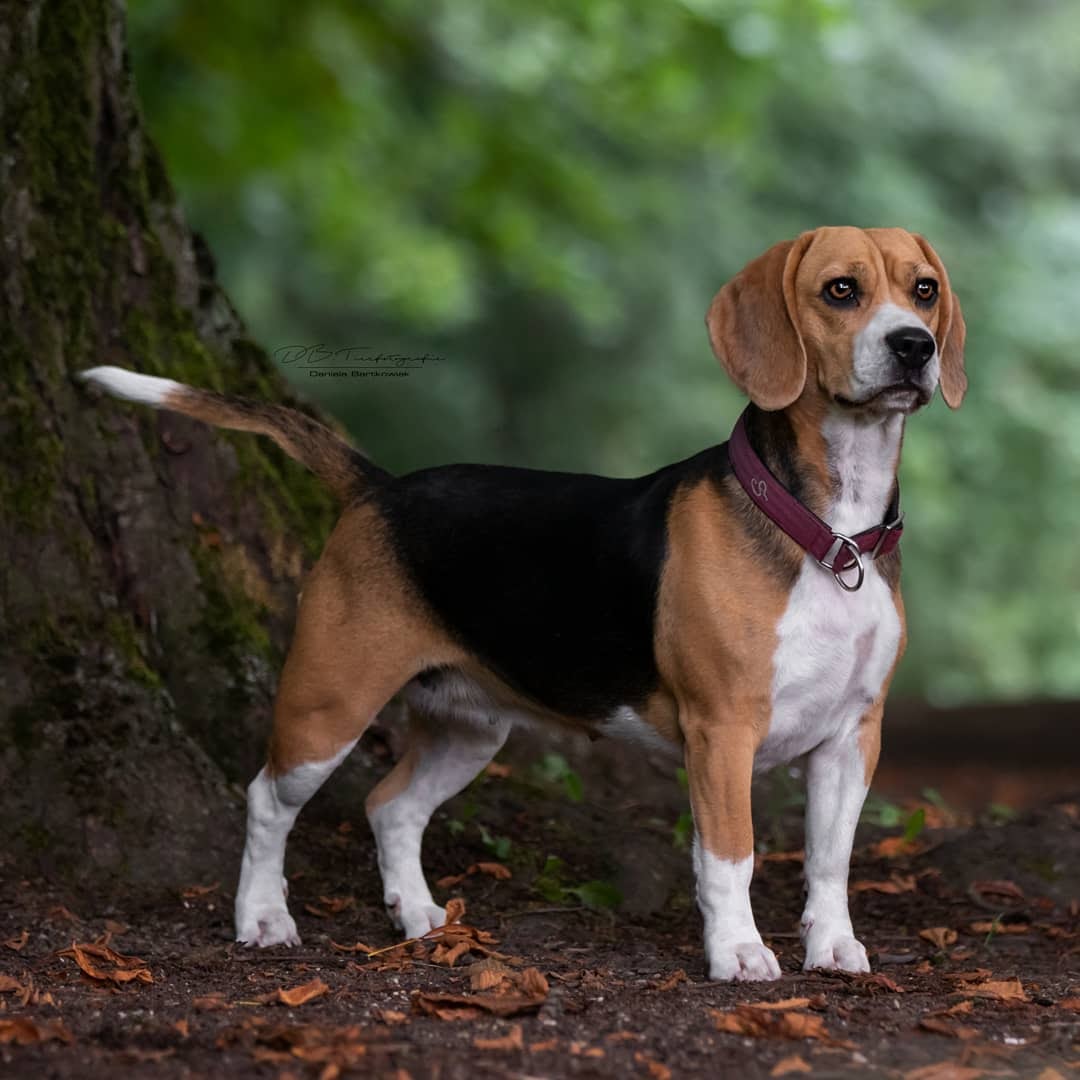 How Do Beagles Hunt? 7 Reasons That Make Beagles Good Hunters PawCited