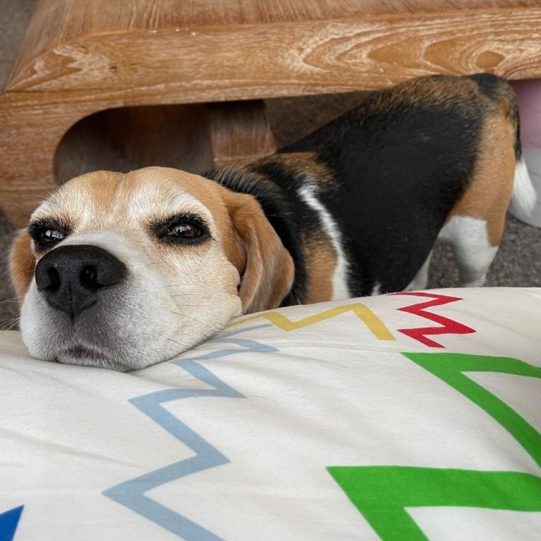 √完了しました！ real life beagle snoopy dog 168461Real life
