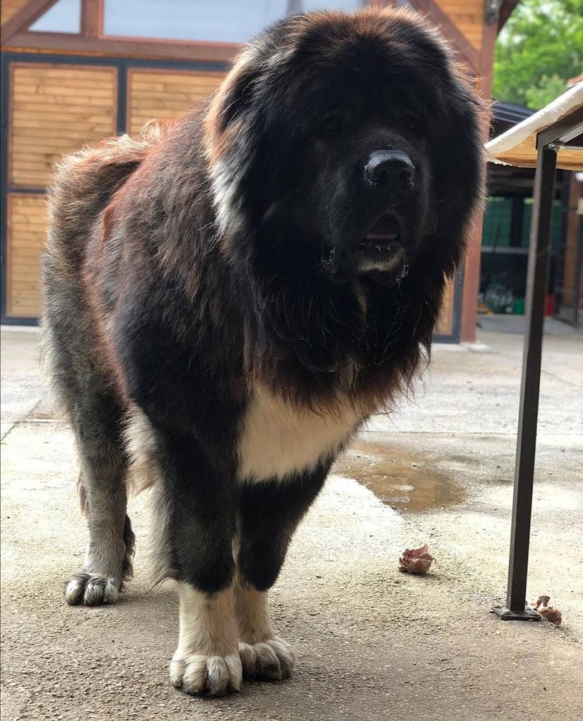 Which Dog Can Kill a Lion? Top 10 Dogs That Can Kill a Lion PawCited