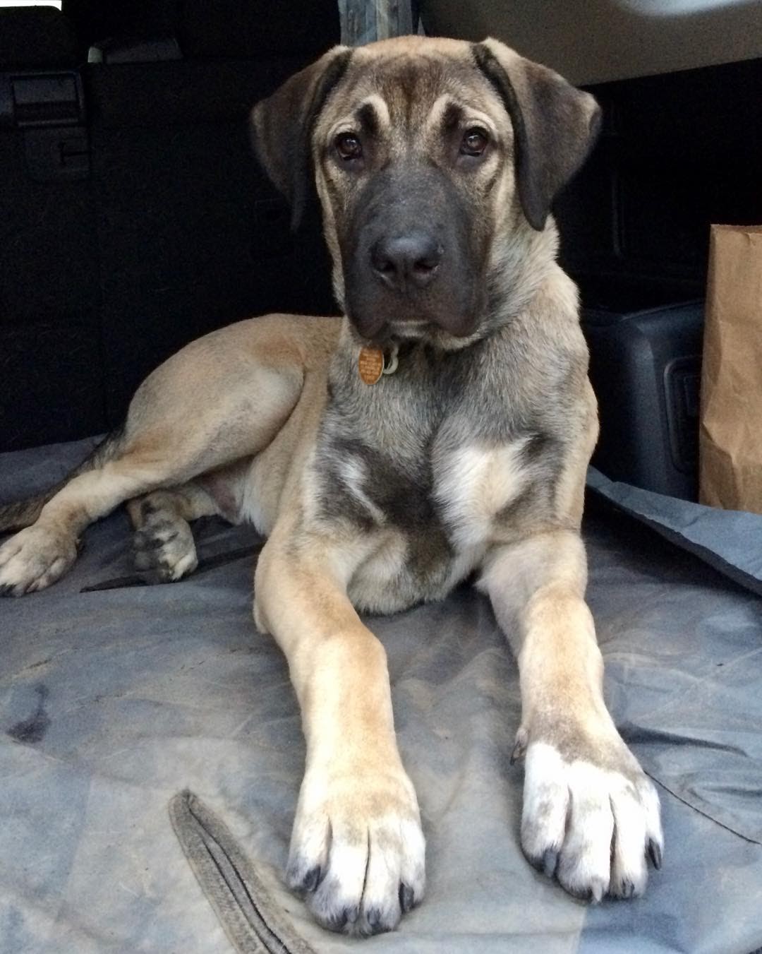 Which Dog Can Kill a Lion? Top 10 Dogs That Can Kill a Lion PawCited