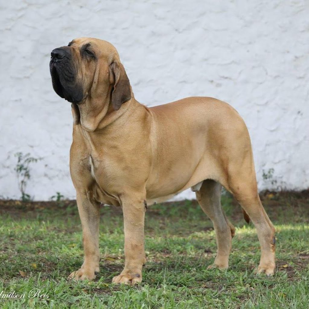 Which Dog Can Kill a Lion? Top 10 Dogs That Can Kill a Lion PawCited