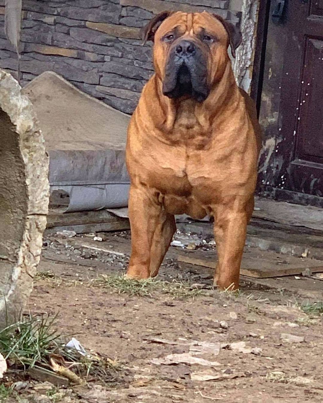 Which Dog Can Kill a Lion? Top 10 Dogs That Can Kill a Lion PawCited