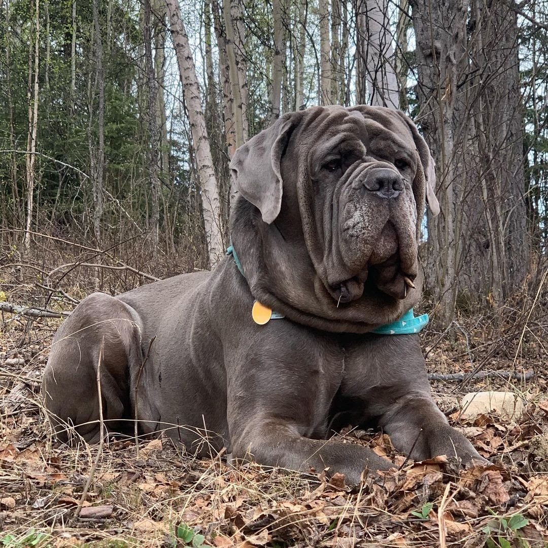 Moron That Doesn't Know Brazilian JiuJitsu Brings His Pitbull To A Dog