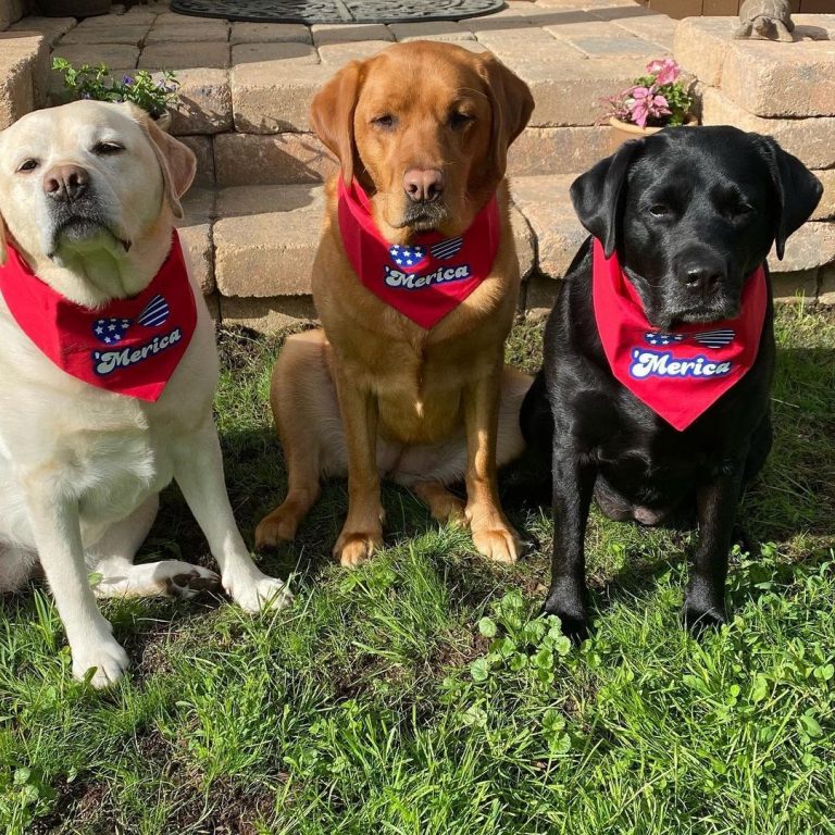 Labrador Retriever 101 The Essential Guide PawCited