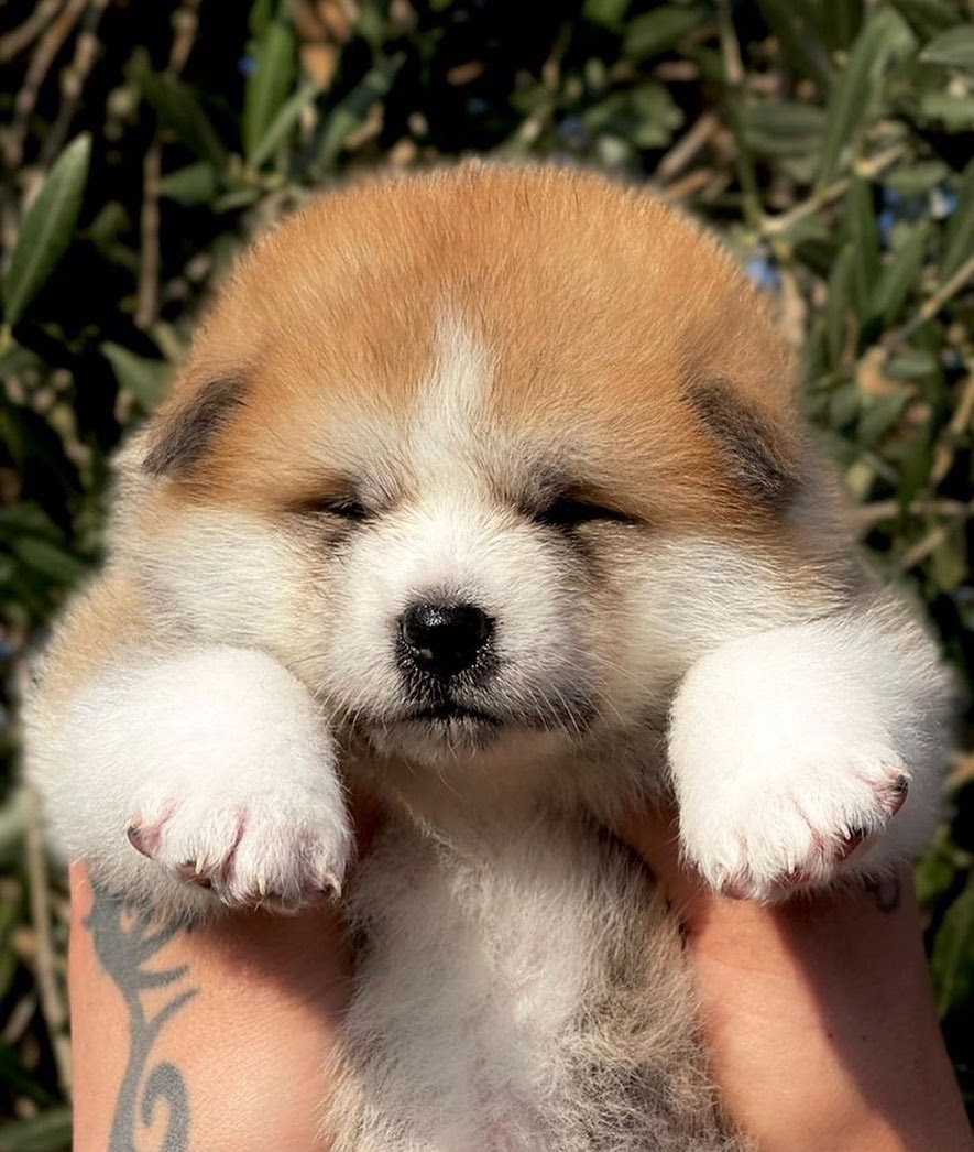 Akita vs Malamute Side by Side Comparison PawCited