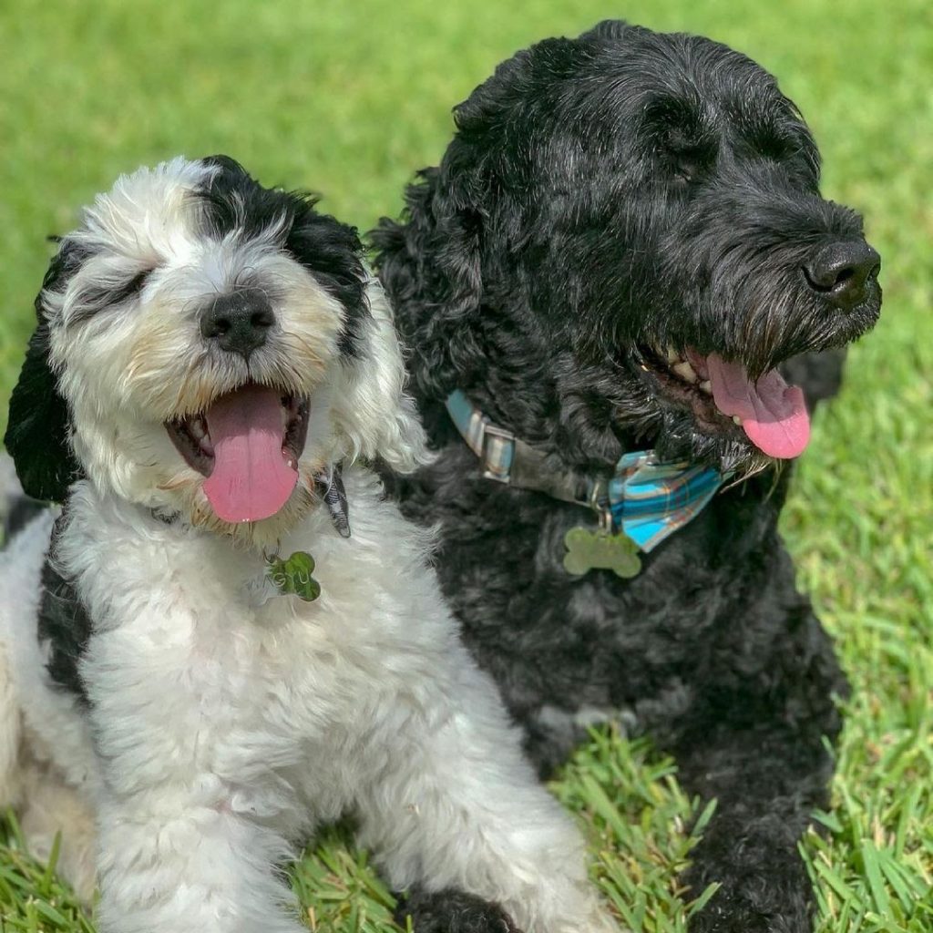 Portuguese Water Dog 101 The Essential Guide PawCited