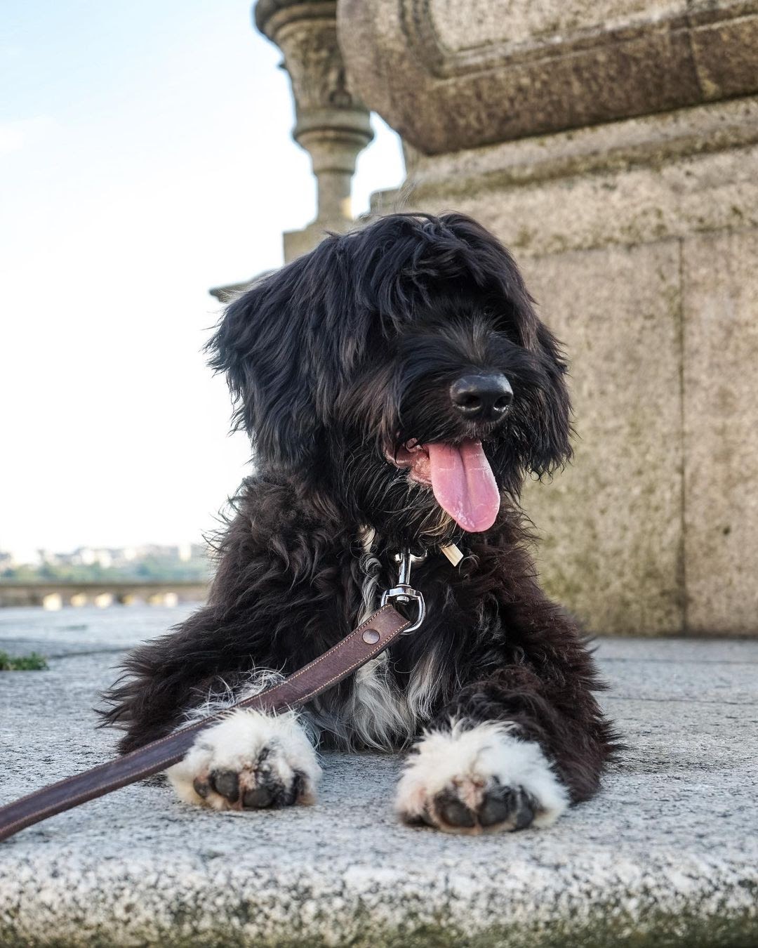 Portuguese Water Dog 101 The Essential Guide PawCited