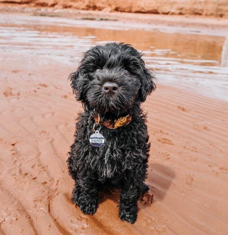 Portuguese Water Dog 101 The Essential Guide PawCited