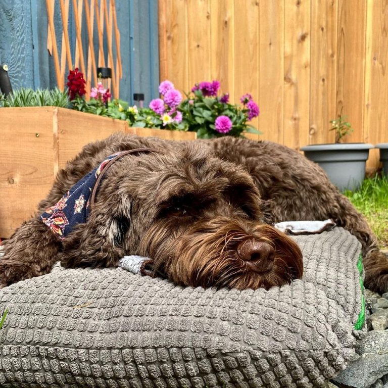 Portuguese Water Dog Poodle Mix The Essential Guide PawCited