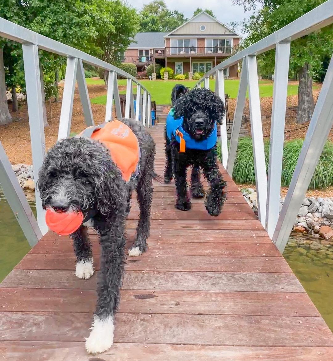 Portuguese Water Dog 101 The Essential Guide PawCited