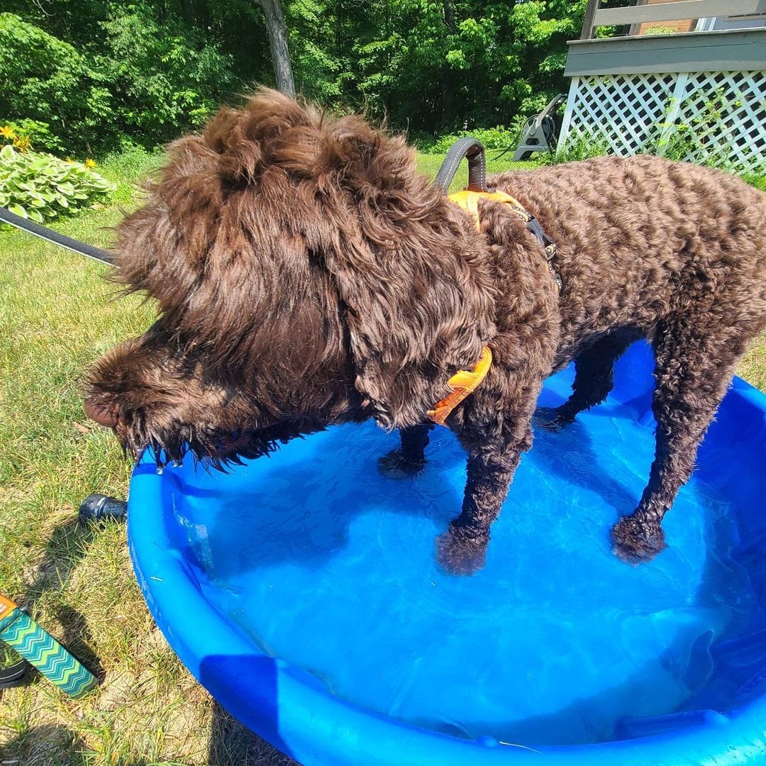 Portuguese Water Dog 101 The Essential Guide PawCited