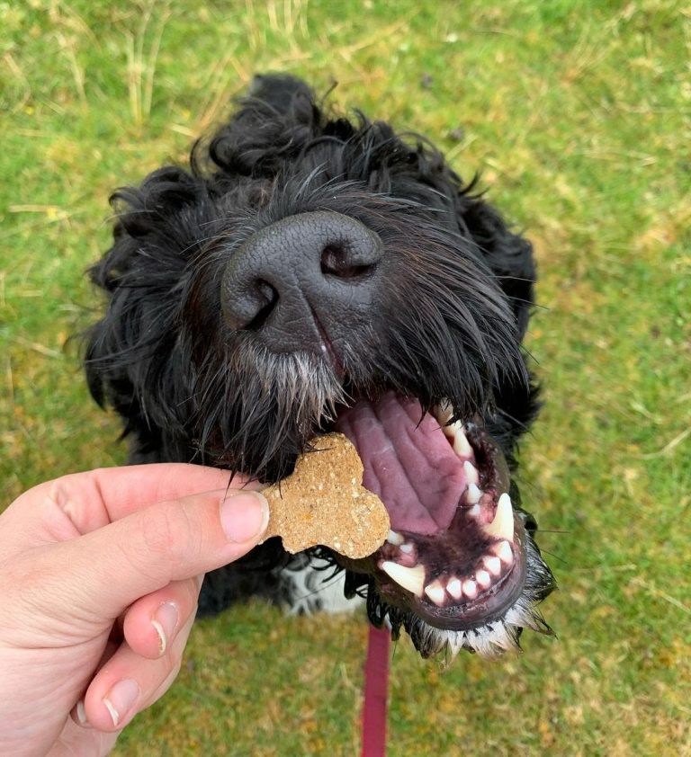 Portuguese Water Dog 101 The Essential Guide PawCited