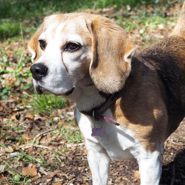 English Beagle vs American Beagle Physical Characteristics and Differences