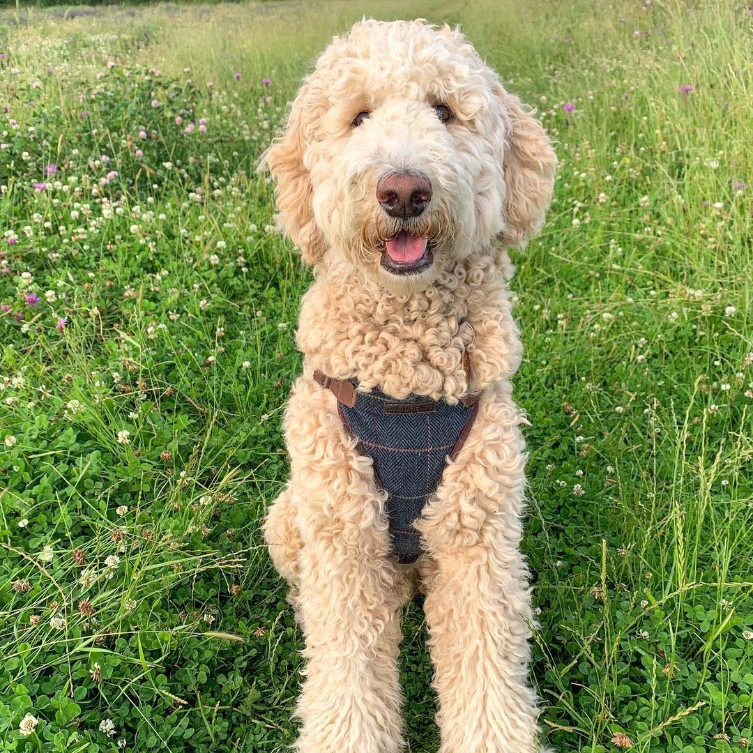 Portuguese Water Dog vs Goldendoodle Finding the Better Companion