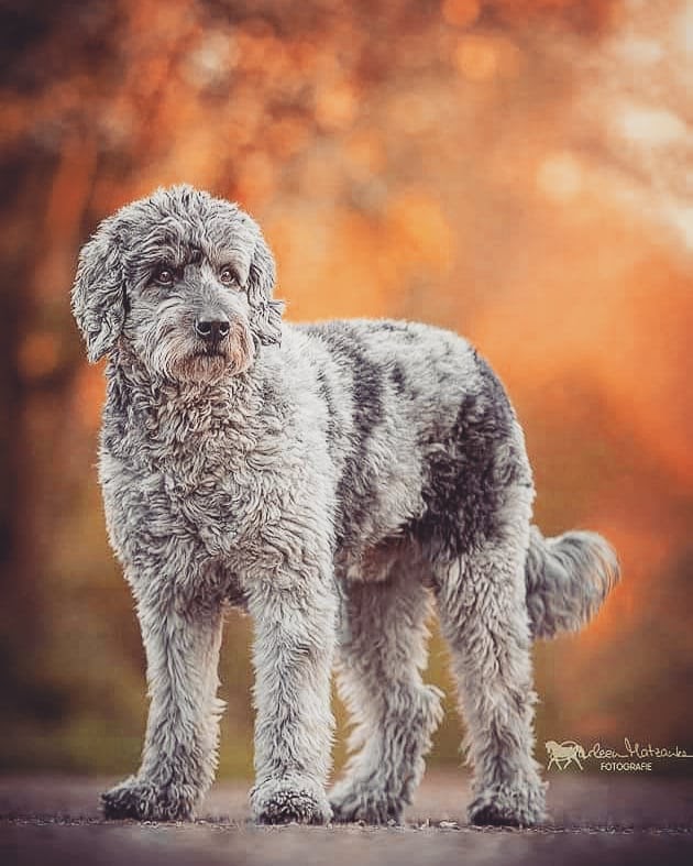 Portuguese Water Dog vs Goldendoodle Finding the Better Companion