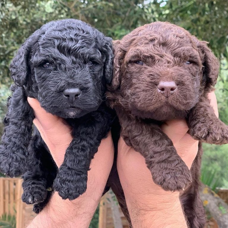Portuguese Water Dog vs Poodle Determining the Better Water Retriever