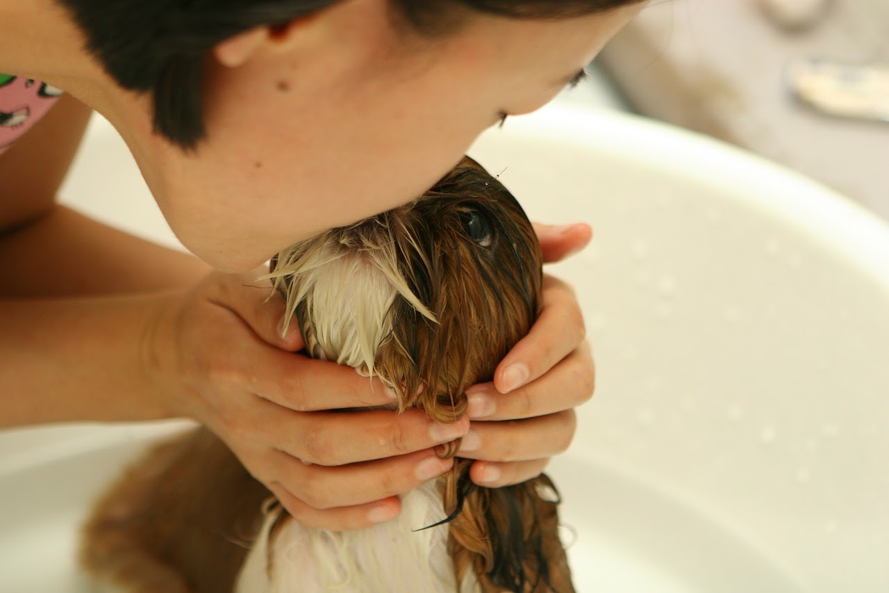 Can You Use Head and Shoulders on a Dog? Skin Issues Head & Shoulders