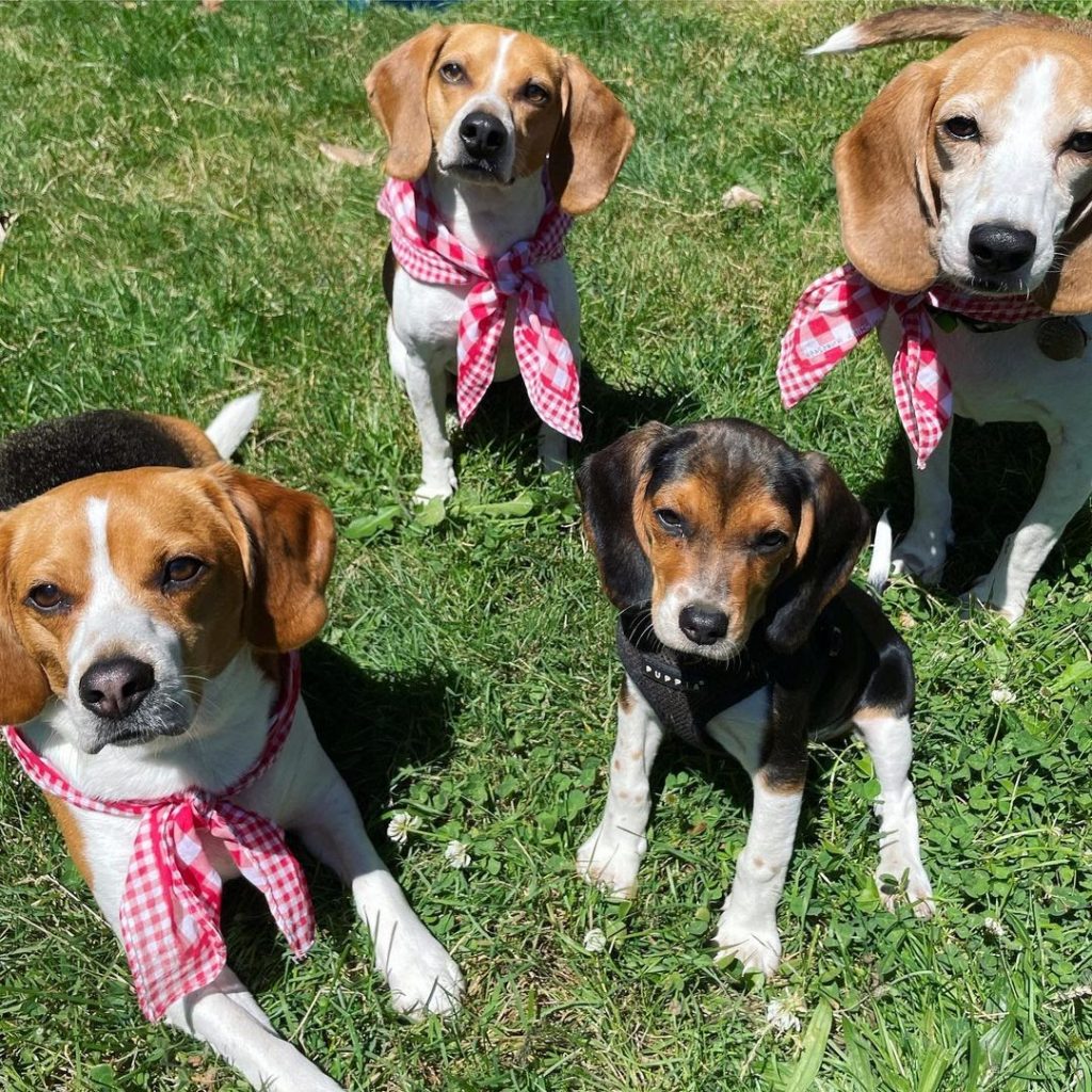 How Much Does a Pocket Beagle Cost? Learning What Impacts the Price
