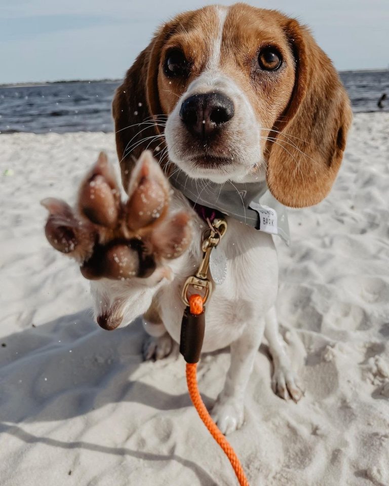 How Much Does a Pocket Beagle Cost? Learning What Impacts the Price