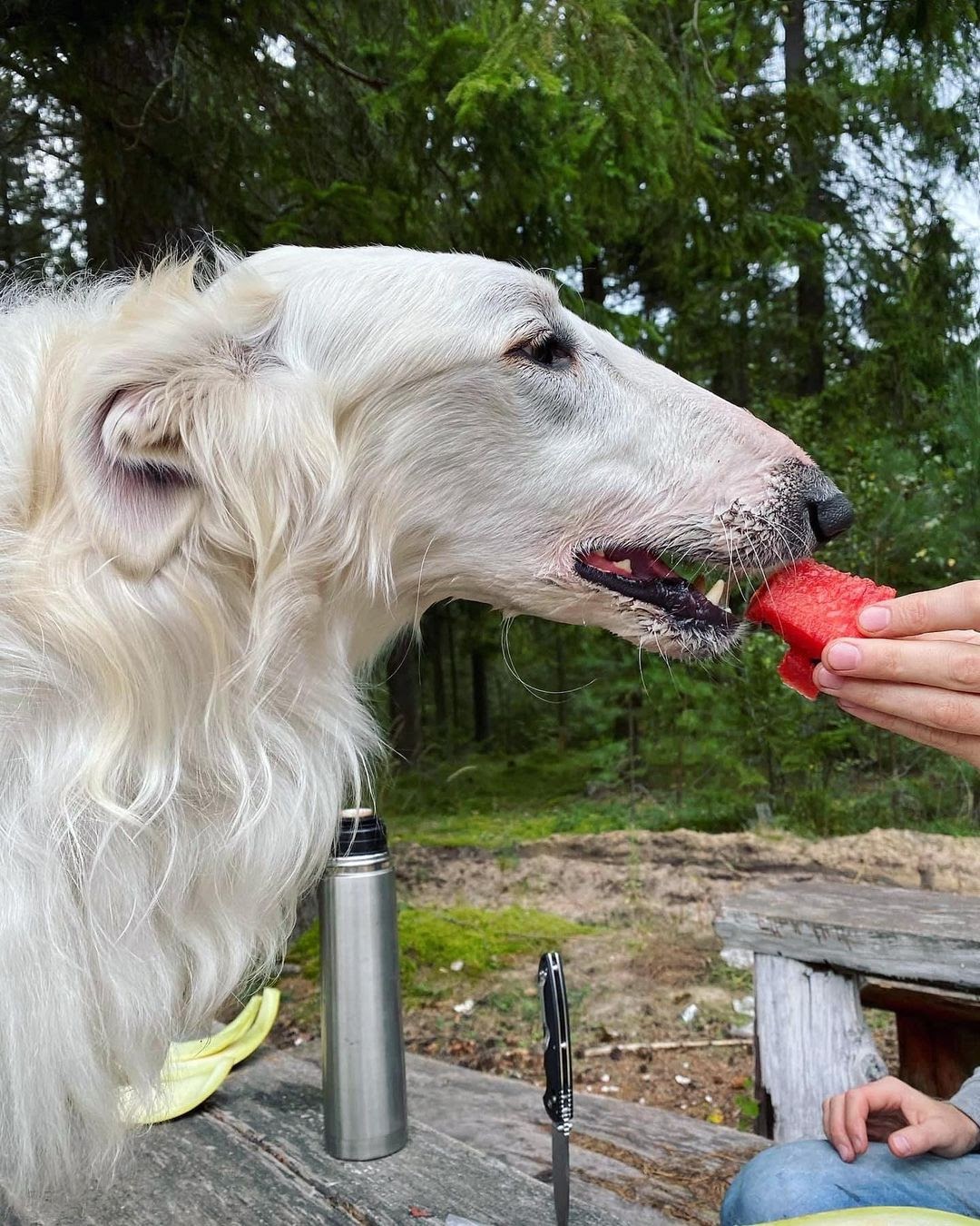 Borzoi 101 The Essential Guide