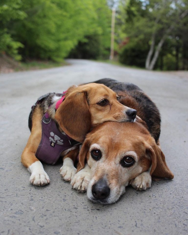 Pocket Beagle vs Regular Beagle What Are Their Differences?