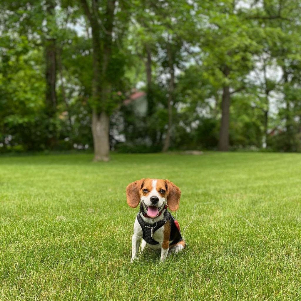 Pocket Beagle vs Regular Beagle What Are Their Differences?