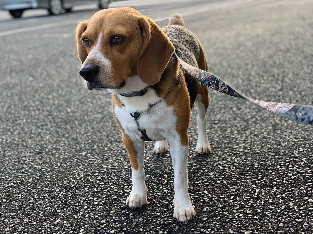 Pocket Beagle vs Regular Beagle What Are Their Differences?